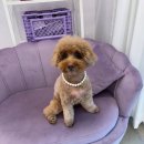 부산광역시 동구 고관로 | 강아지 슬개골탈구 관리 맞춤제작 은해펫 강아지 보조기 후기