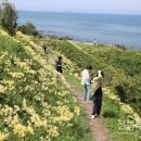 전북 가볼만한곳 부안 변산마실길 2코스 상사화 이미지