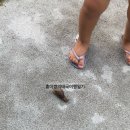 아마리 | [태국/코사무이] 숙소 후기 :: 아마리 리조트