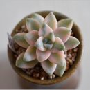 살구미인금(Graptoveria titubans) 이미지