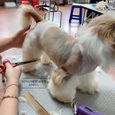 프란다스애견 이미지