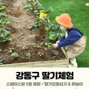 강동구 아이랑 딸기체험 스페이스팜 흙놀이터