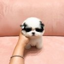 팬더애견샵 이미지