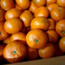 자연 팜 이미지