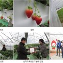 [협회레터17]부래미 딸기, 쌈채 농장 산지교류 보고 이미지