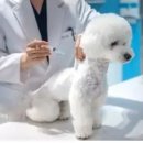 황제 동물병원 이미지