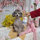 예스덴탈 | 강아지덴탈껌 개껌 골드로니 덴탈솔루션 트릿과 함께 냠냠