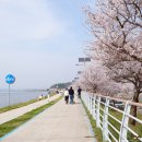 서익산농협웅포지점 | 국내 벚꽃 개화시기 및 전북 익산 벚꽃 명소 웅포곰개나루터 &amp; 백제왕궁