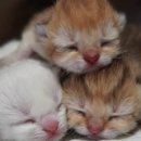 그루밍캐터리 이미지