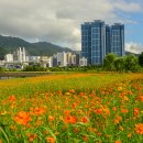 구포, 금빛노을브릿지에 황화코스모스가 만발했습니다 이미지