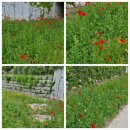 당현천 근린공원(동일로 1328-1) 버스정류장 | 서울 걷기좋은 산책로, 당현천