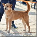 까치말진돗개농장 이미지