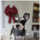 강아지살롱 이미지