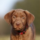 한국동물혈액은행 동물병원 이미지