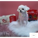 빠박이 애견미용 이미지