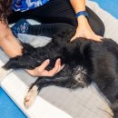 시온동물병원 이미지