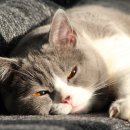 송동물병원 이미지