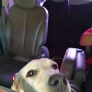 보리펫택시 이미지