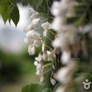 숲쟁이꽃동산 이미지