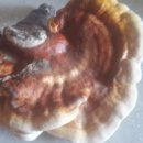 영지민박 이미지