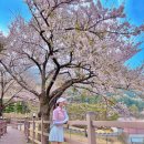 팔공산로 | 벚꽃 라운딩 골프장 대구 골프장 팔공cc 벚꽃 개화 그늘집 후기 봄 라운딩룩