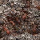 한종목장 이미지