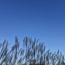 고금관광안내소 | 반계리 은행나무를 생각하며