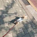 당현천길 | 200428 새피🐶: 나 좀 챙겨줘... 주인🙃: (강아지떼에 눈돌아감) in 똑똑독