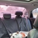 다정한동물메디컬센터 이미지