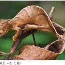 초록도마뱀 이미지