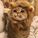 고양이 모자 이미지