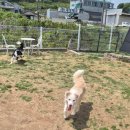 778 | 남양주애견유치원 애견카페왕 강아지랑 다녀온 후기