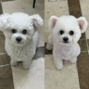 망쿠애견샵 이미지