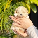 심쿵하개 강아지고양이 분양 강서점 | 강서말티푸분양 말티푸와 비숑 중 어떤 강아지와 더 잘 맞을까?