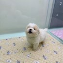 러블리캣독 의정부고양이분양 강아지분양 | 의정부강아지샵 다양한 견종이 많은 러블리캣독 의정부고양이 강아지