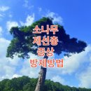 송화목재 이미지