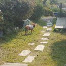 승민애견 이미지