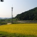 꺼먹돼지촌