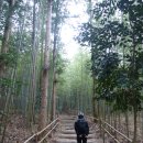 송광사 왕벚나무길 이미지