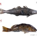 메로 이미지