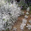 허브빌리지(Herb village) 이미지