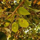 영평조록나무 이미지