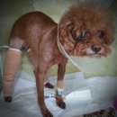 광희동물병원 이미지