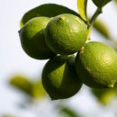 헬씨라이프 이미지