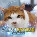 이루동물병원 | 14살 고양이 비만세포종 수술 다리 작은 혹 상처도 지나치지 마세요.