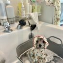 폴링인독 | 상봉애견놀이방 사랑스런 우리 강아지 위한 최고의 선택, 폴링인독