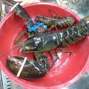 일성횟집 이미지