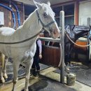 프리미어아레나승마클럽 이미지