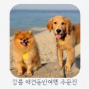 도깨비공방 | 강릉 애견동반여행 강아지랑 주문진항 도깨비촬영지 방문후기