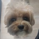 호두 펫푸드 이미지